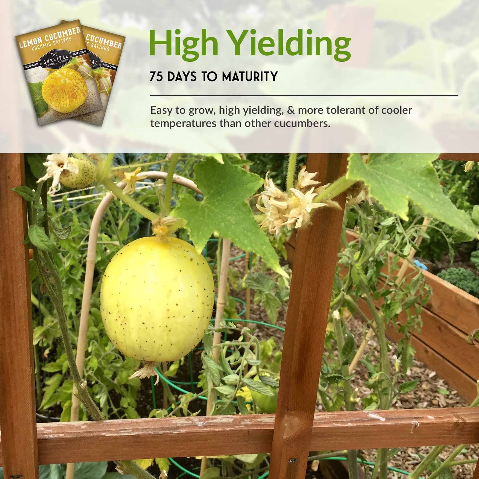 Lemon-Cucumber-06.jpg