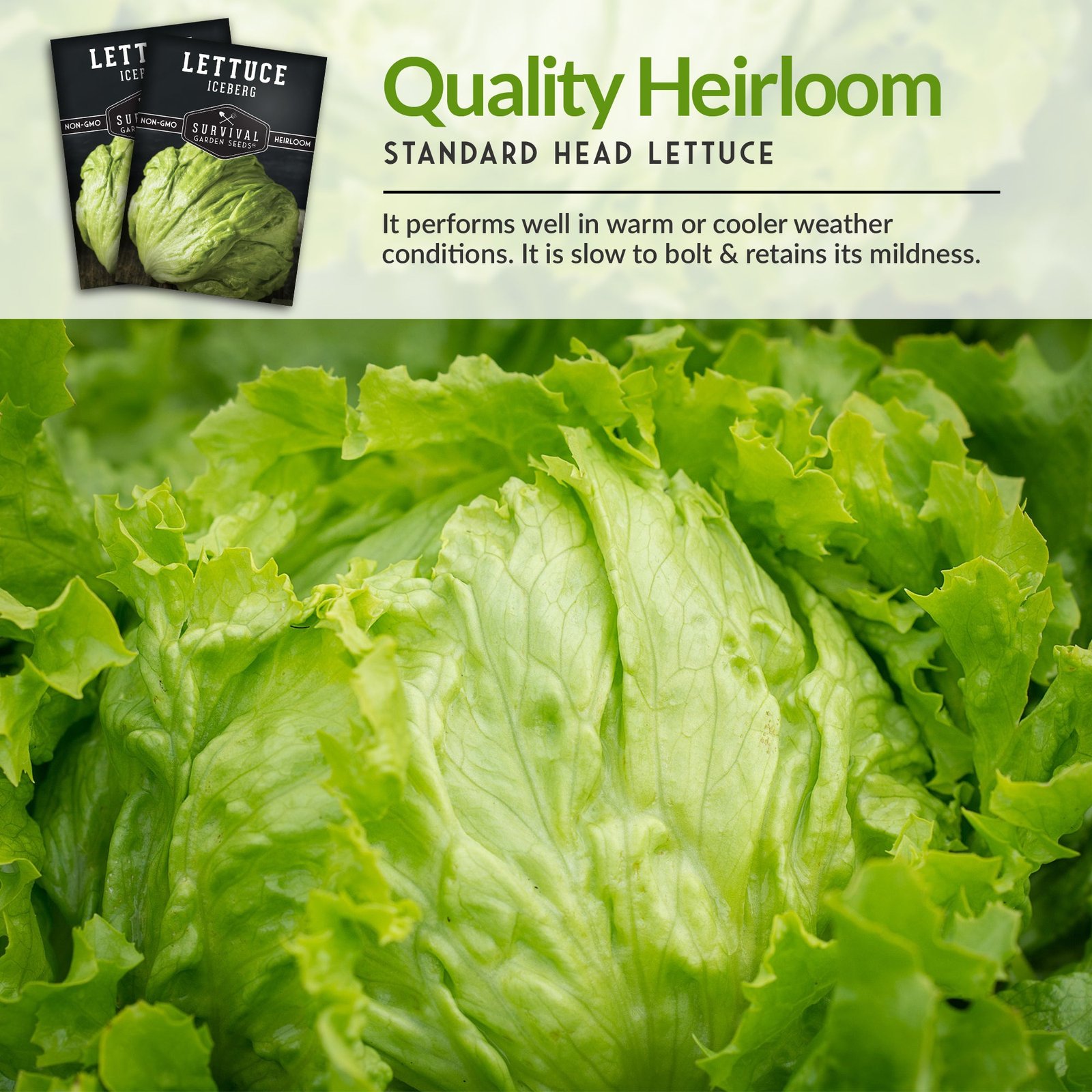 Lettuce-Iceberg-06.jpg