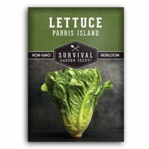 Parris Island Lettuce Seeds – Heirloom Romaine Variety for Crisp, Heat-Tolerant Salads