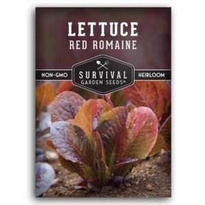 Red Romaine Lettuce Seeds – Heirloom Cos Variety with Crisp, Sweet Burgundy Leaves