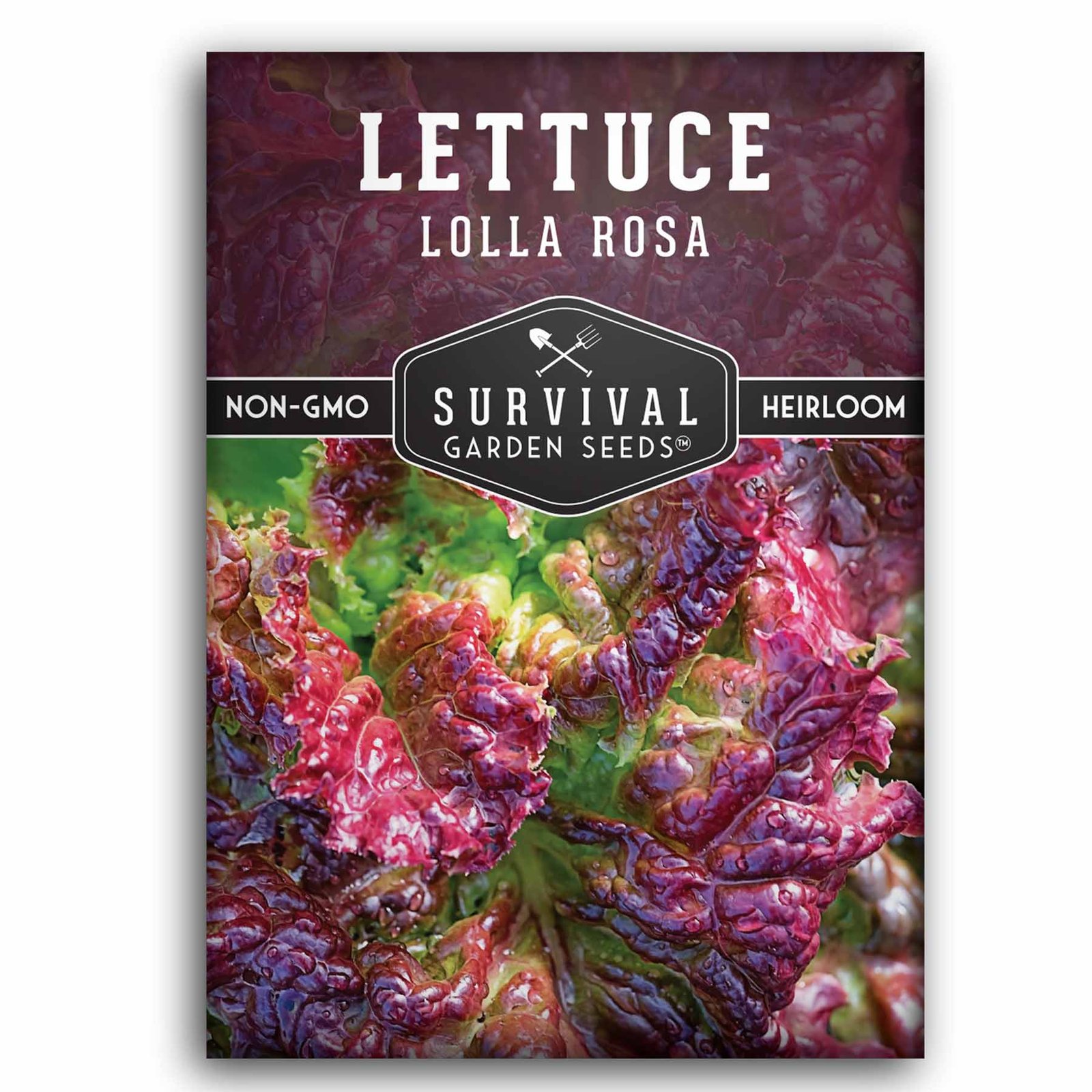 Lolla-Rosa-01.jpg