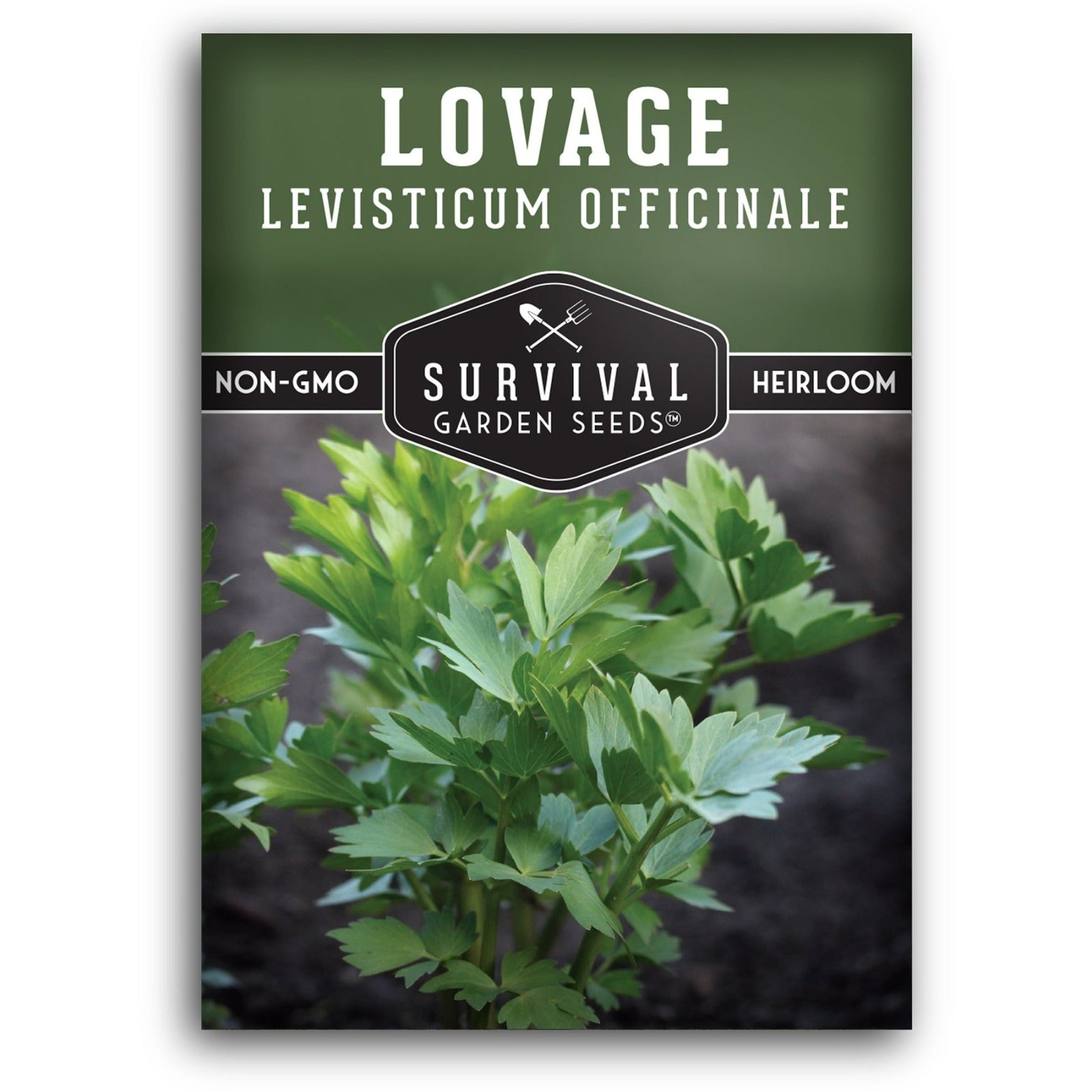 Lovage-01.jpg
