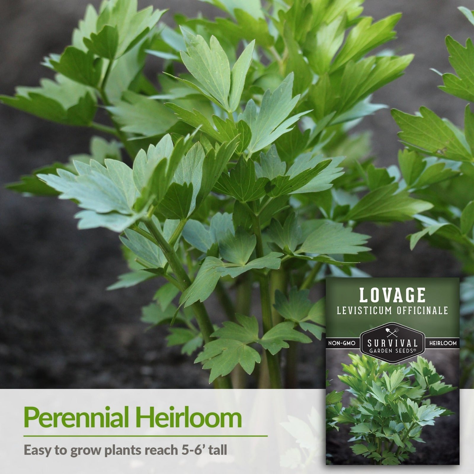 Lovage-03.jpg