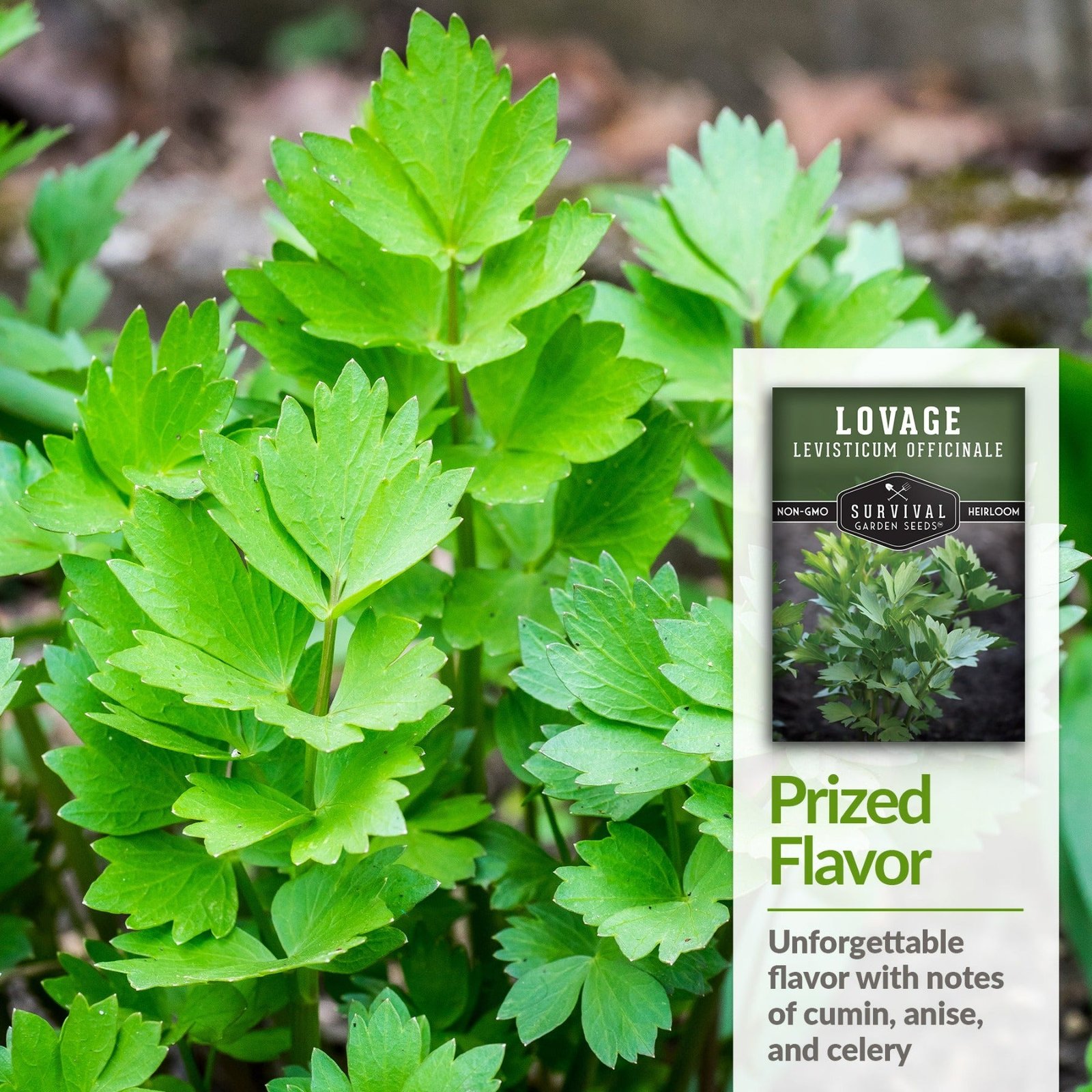 Lovage-04.jpg