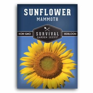 Mammoth Sunflower Seeds – Heirloom Non-GMO Giant Variety for Roasting Seeds, Bird Feed & Dramatic Garden Displays