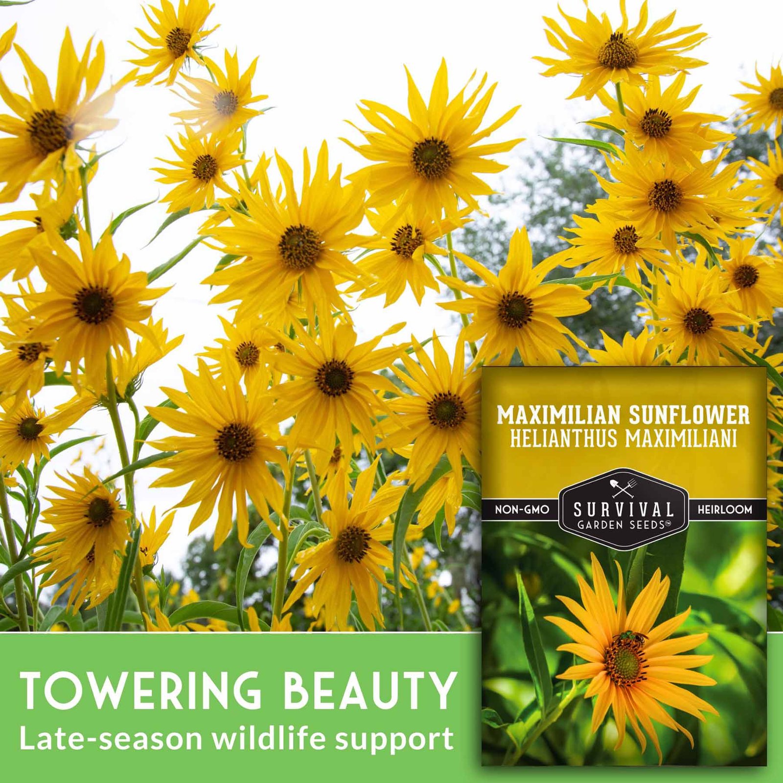 Maximilian-Sunflower-Seed-Packet-towering-beauty.jpg