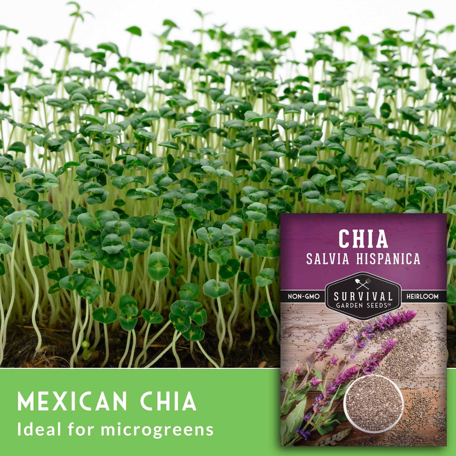 Mexican_Chia_-_3.jpg
