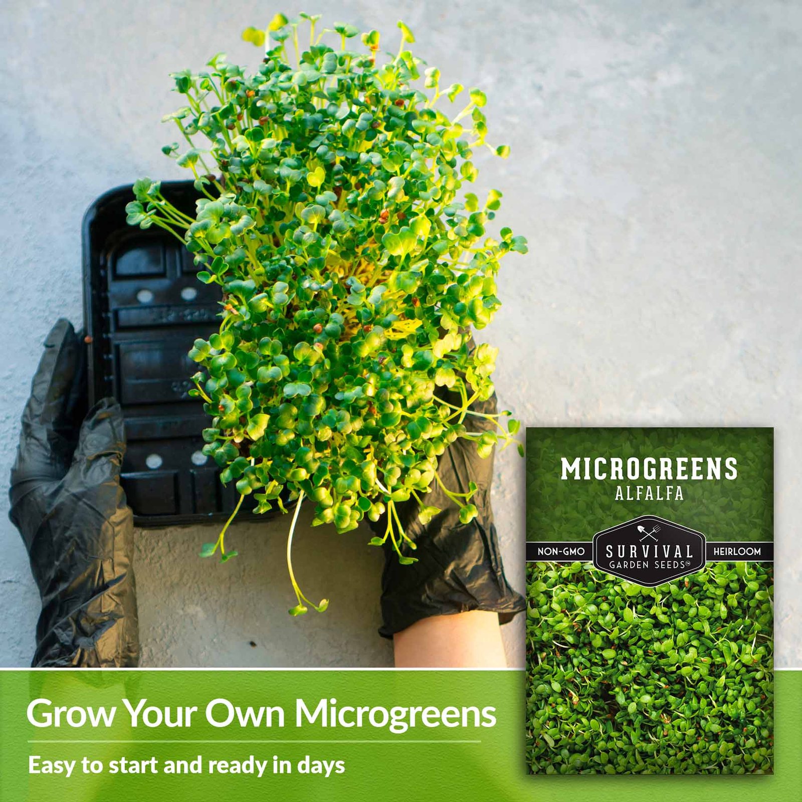 Microgreens-Alfalfa-04.jpg