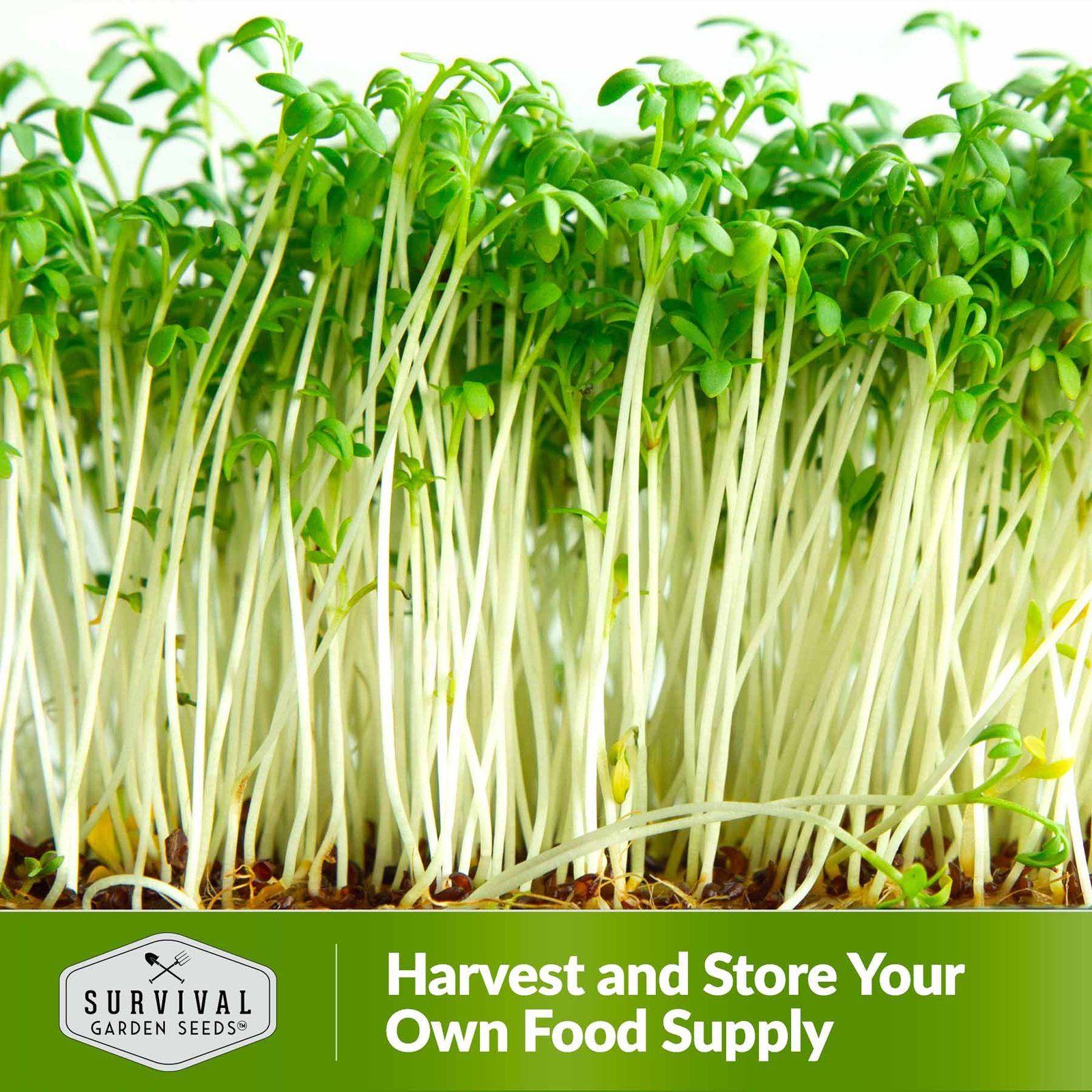 Microgreens-Alfalfa-06.jpg