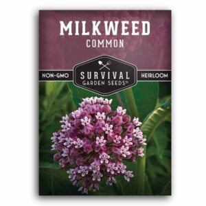 Common Milkweed Seeds (Asclepias syriaca) – Native Monarch Host Plant with Pink Flowers for Pollinator & Conservation Gardens