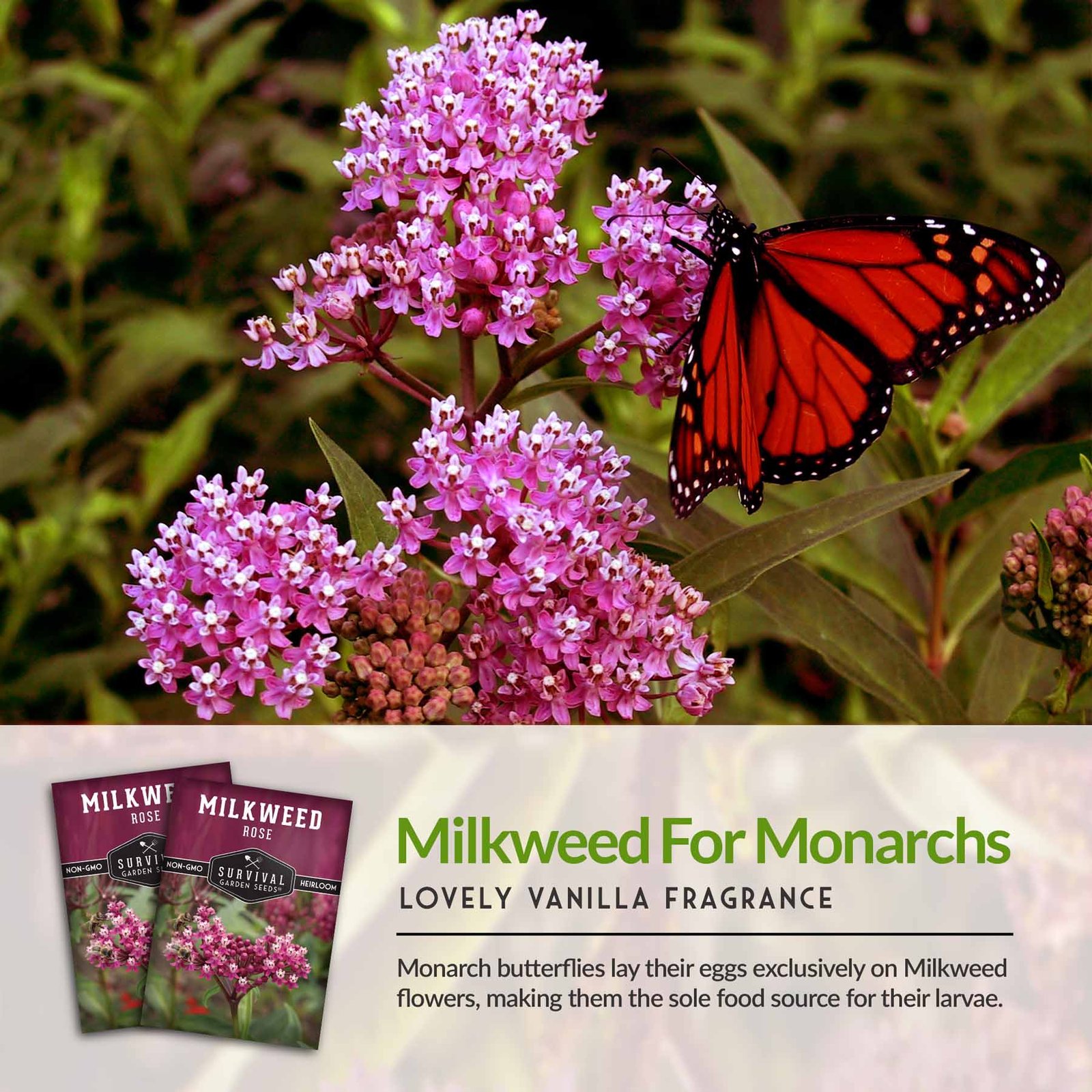 Milkweed-Rose-04.jpg