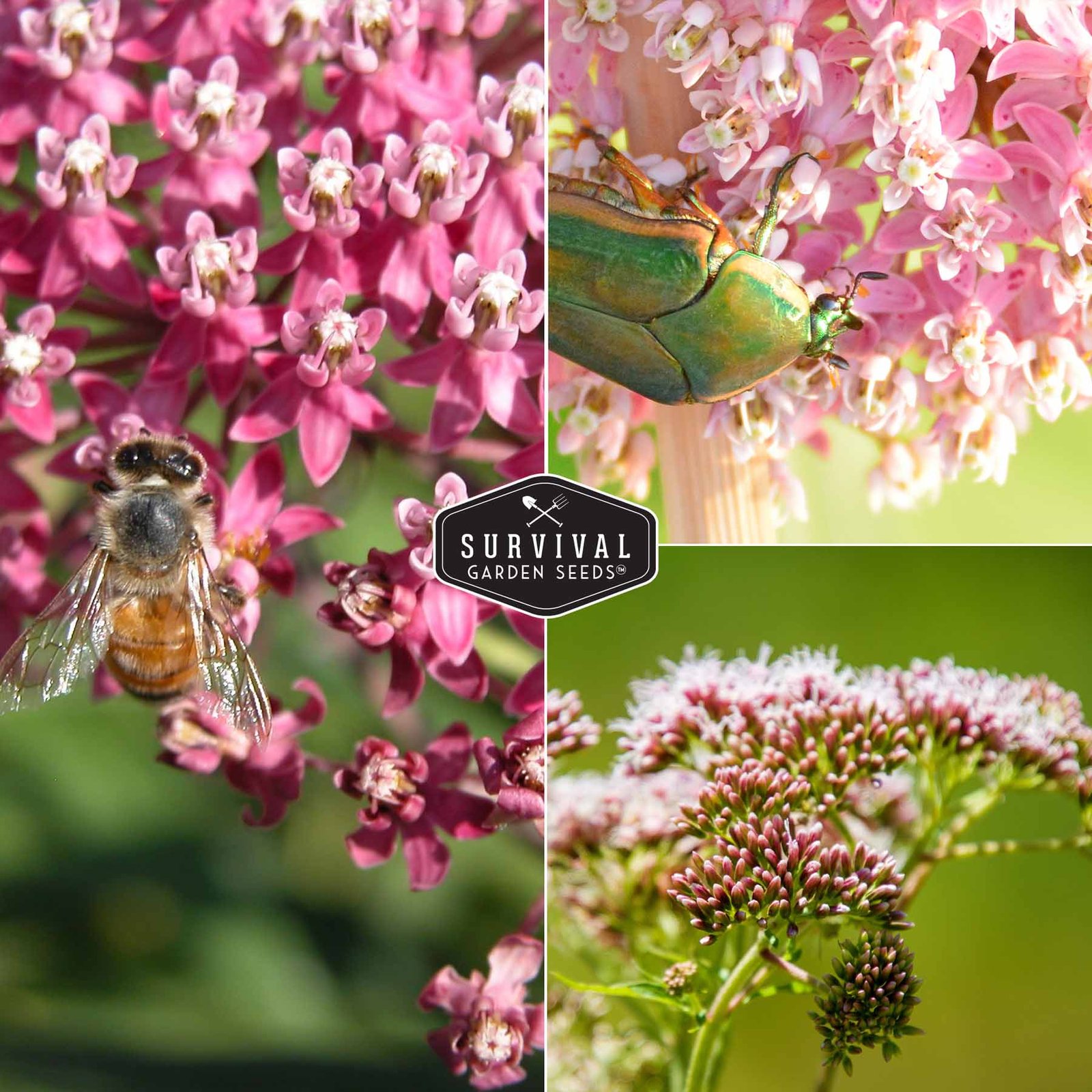Milkweed-Rose-05.jpg