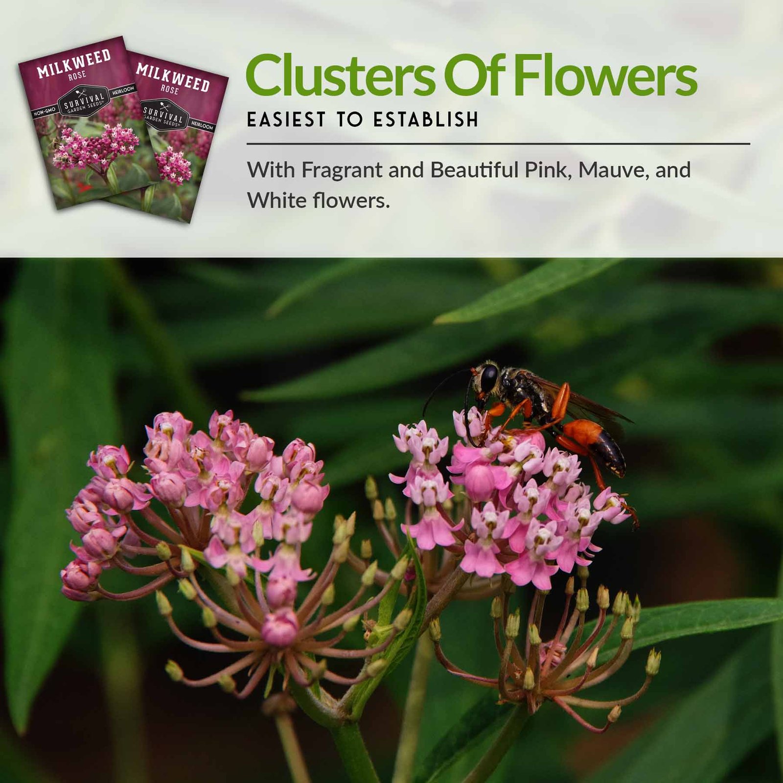 Milkweed-Rose-06.jpg