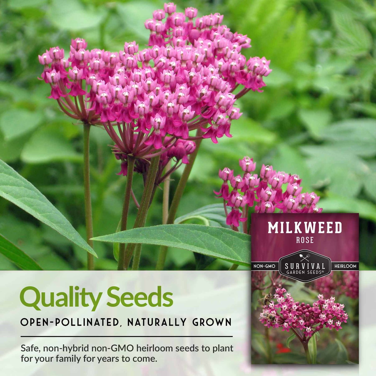 Milkweed-Rose-07.jpg