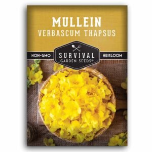 Mullein Seeds – Verbascum thapsus Heirloom Herbal Biennial with Tall Yellow Flower Spikes