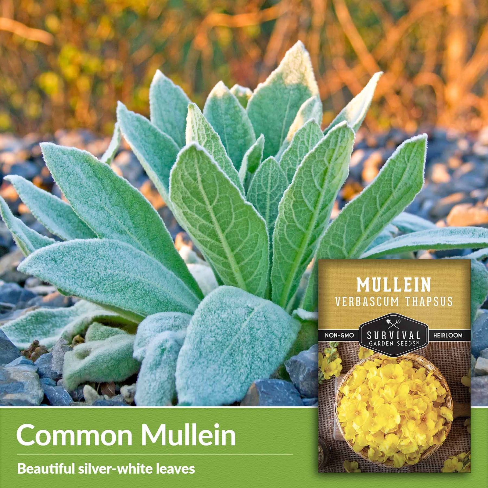 Mullein-03.2.jpg