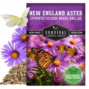 New England Aster Seeds – Native Perennial Wildflower for Fall Color and Pollinator Gardens