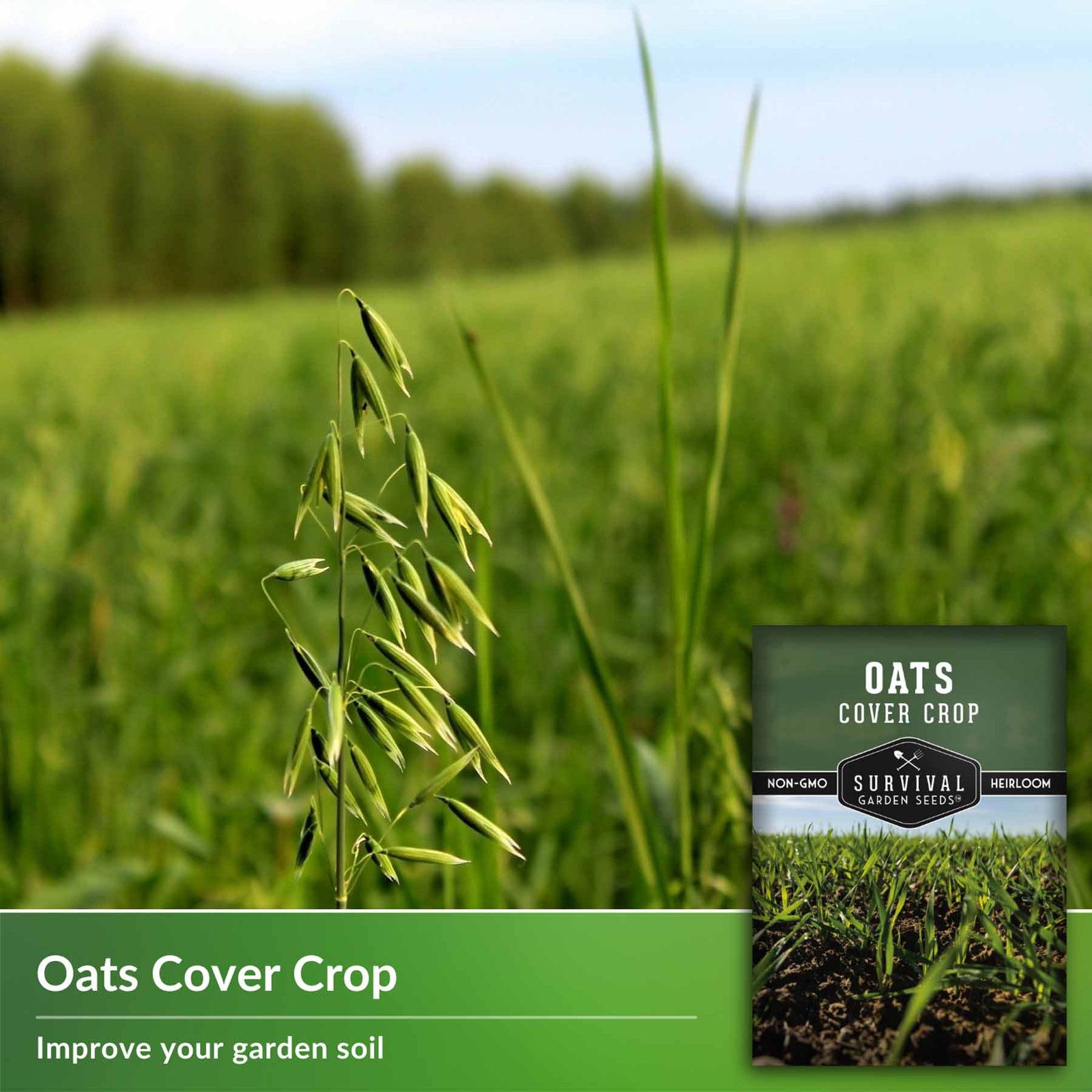 OatsCoverCrop-3.jpg