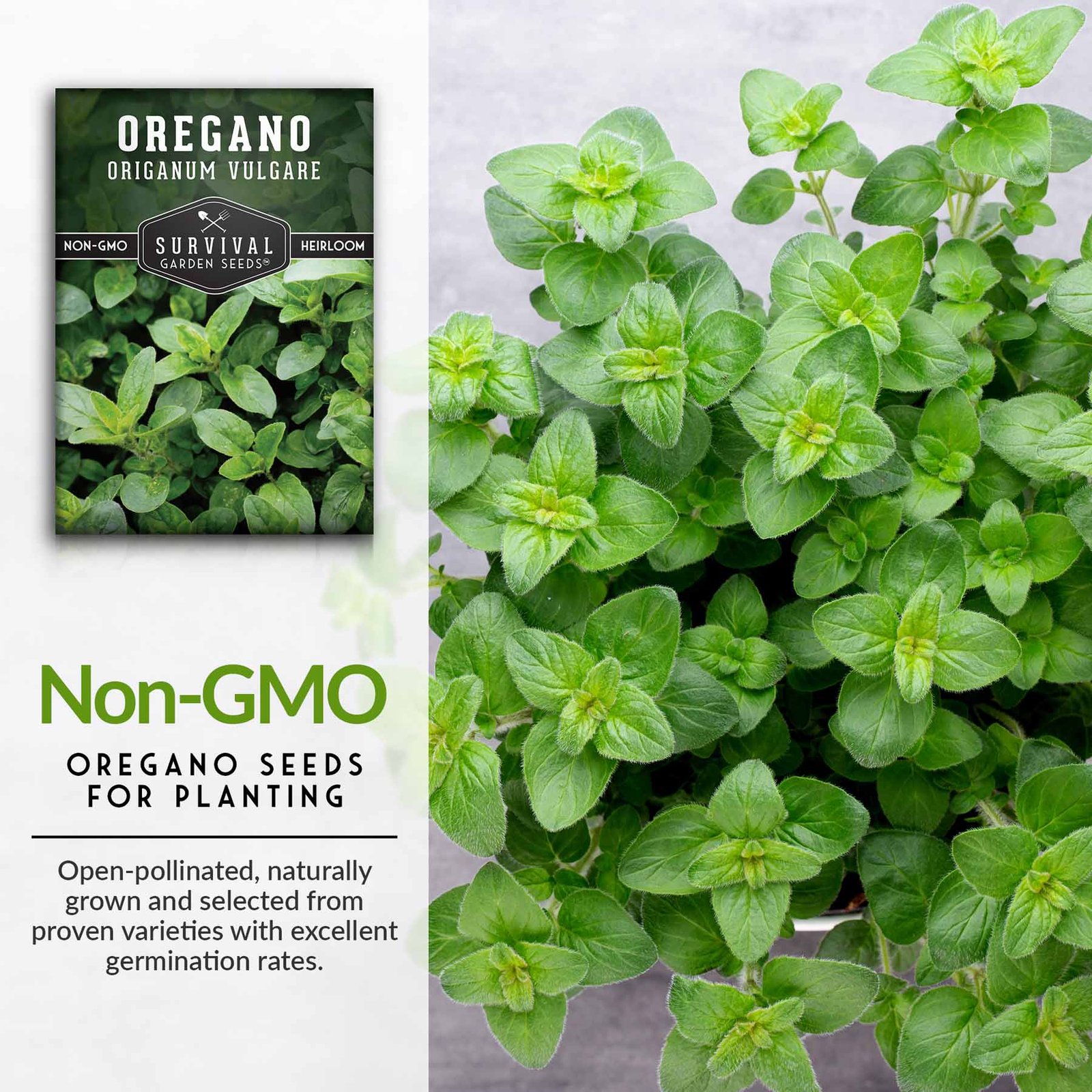 Oregano-02.jpg