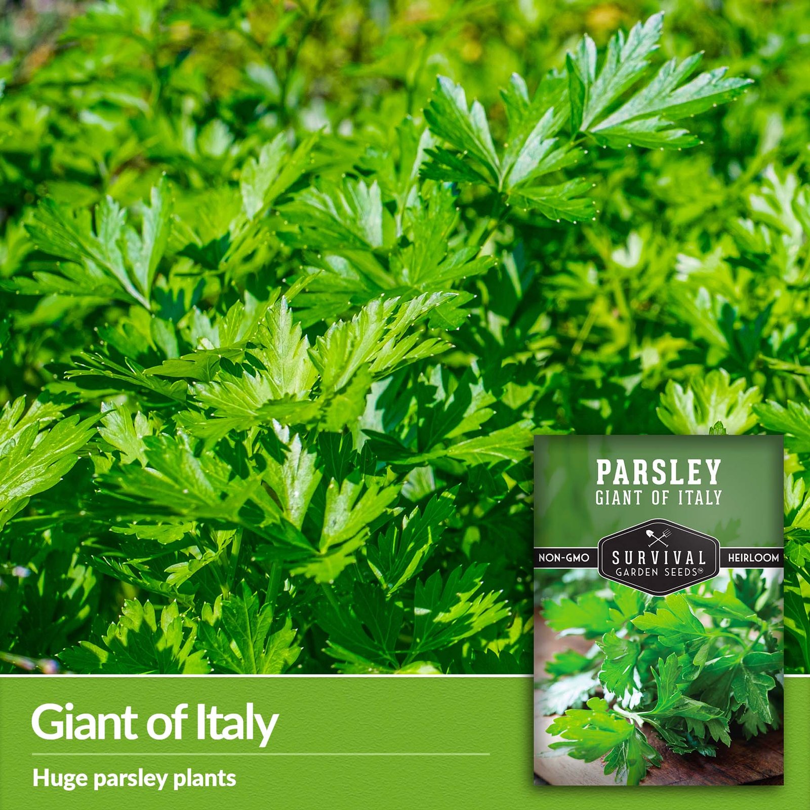Parsley-Italian-Giant-03.jpg
