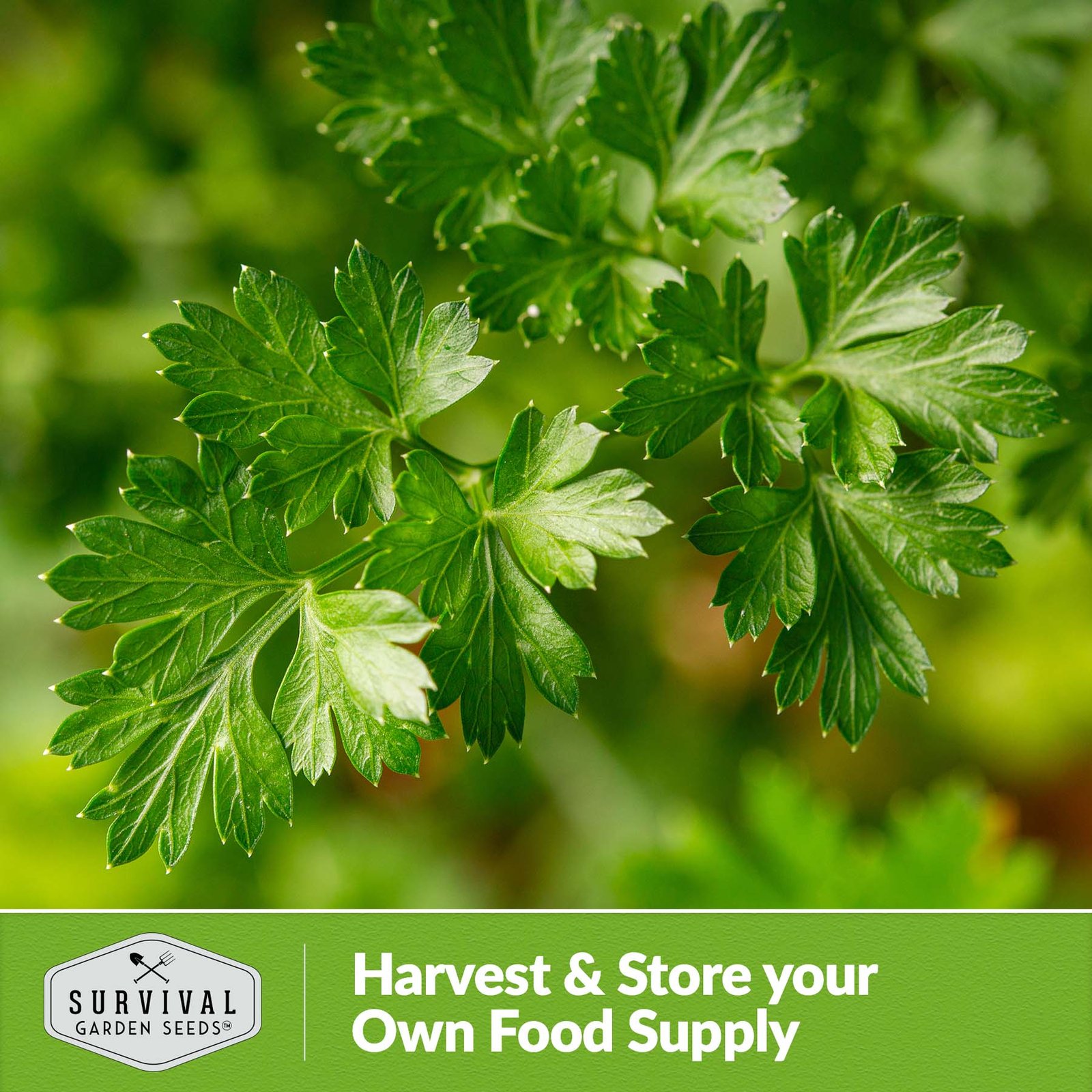Parsley-Italian-Giant-06.jpg