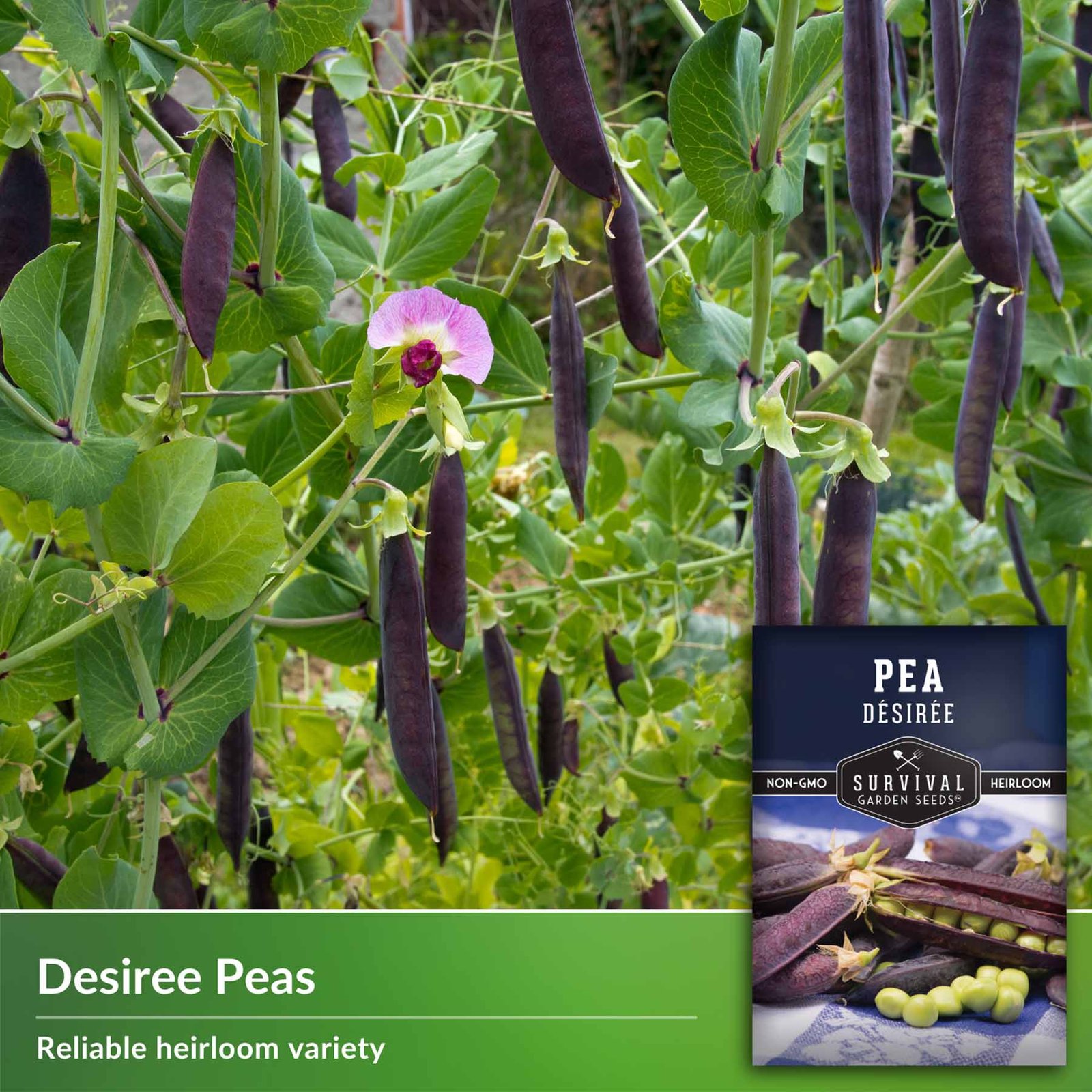 PeaDesiree-3.jpg