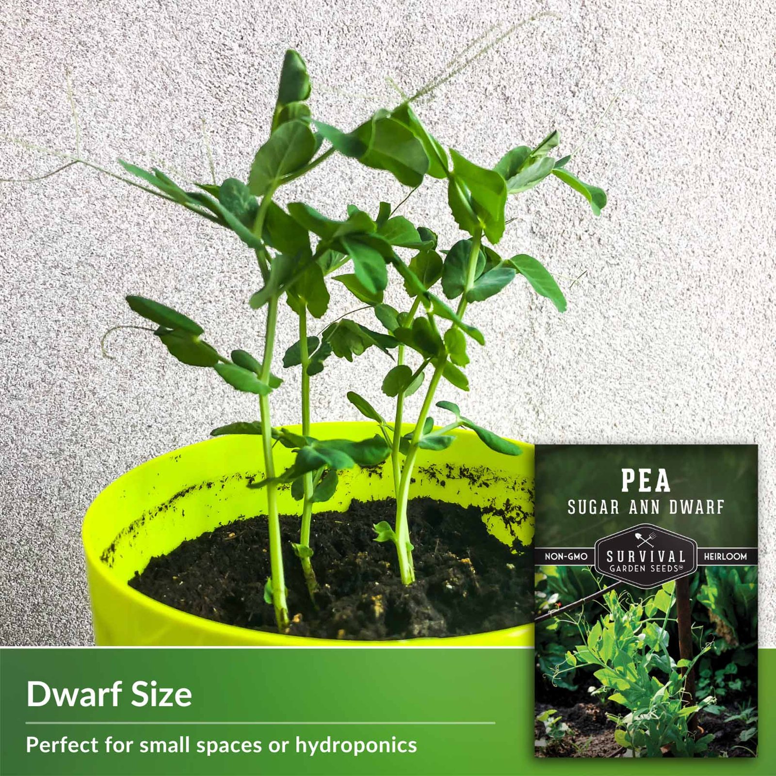 PeasSugarAnnDwarf-3.jpg