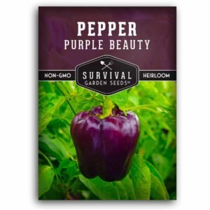 Purple Beauty Bell Pepper Seeds – Heirloom Non-GMO Sweet Peppers with Crisp Flavor & Deep Purple Color for Gardens and Containers
