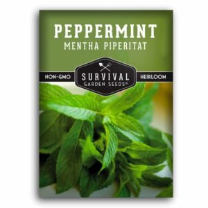 Peppermint Seeds (Mentha × piperita) – Fragrant Perennial Herb for Tea, Cooking & Container Gardens – Easy to Grow Indoors or Outdoors