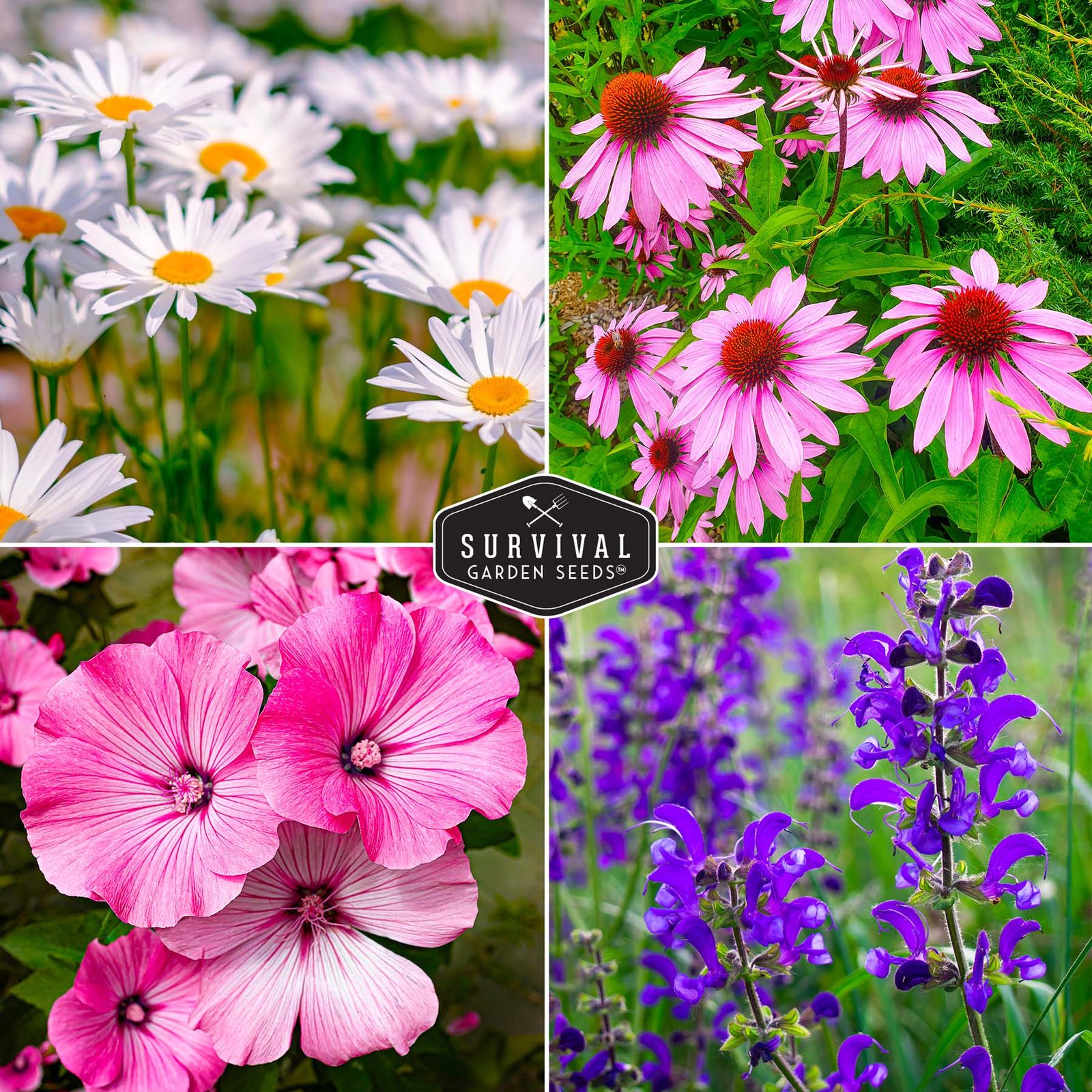 Perennial-Flower-Collection-04.jpg