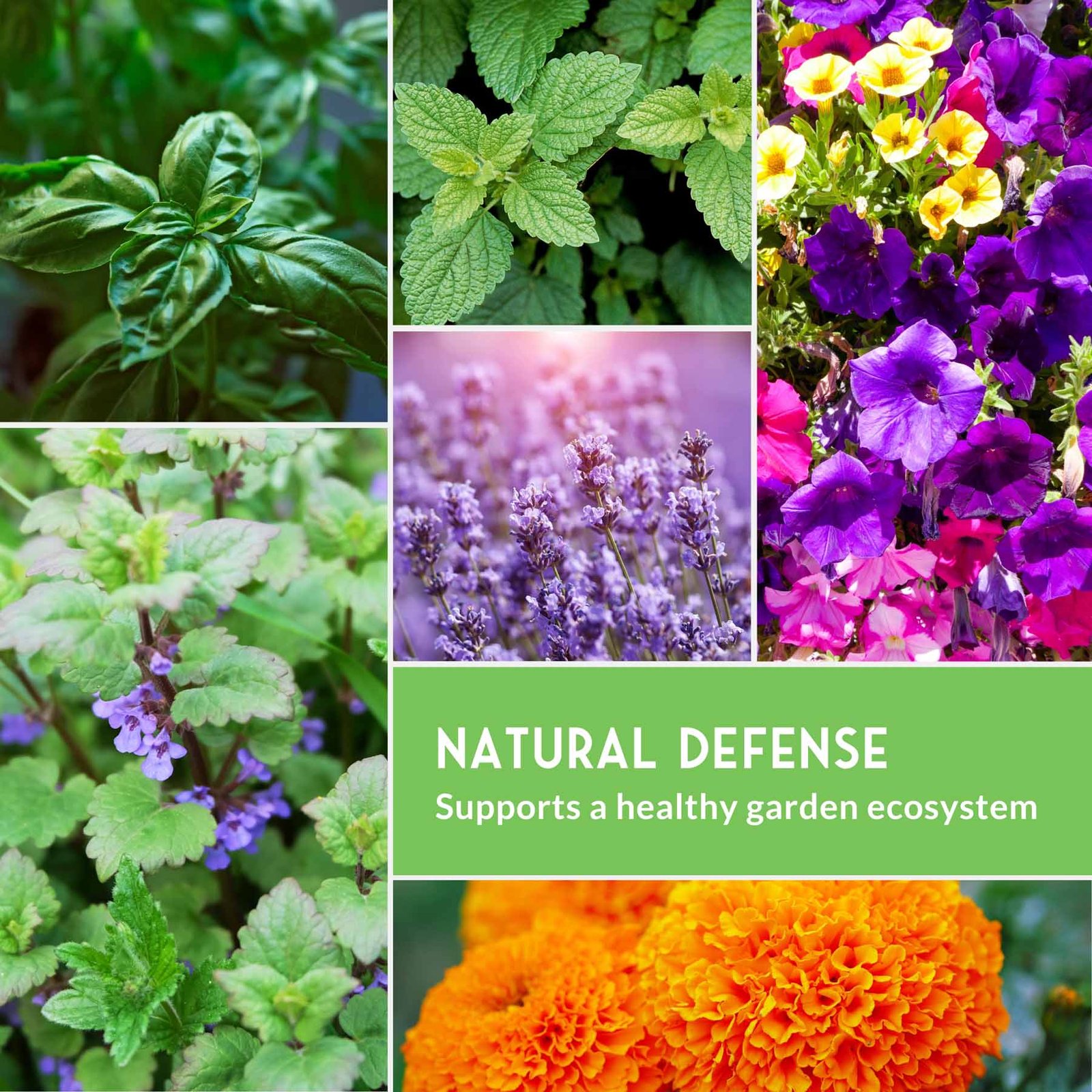 PestDefenseCollection6.jpg