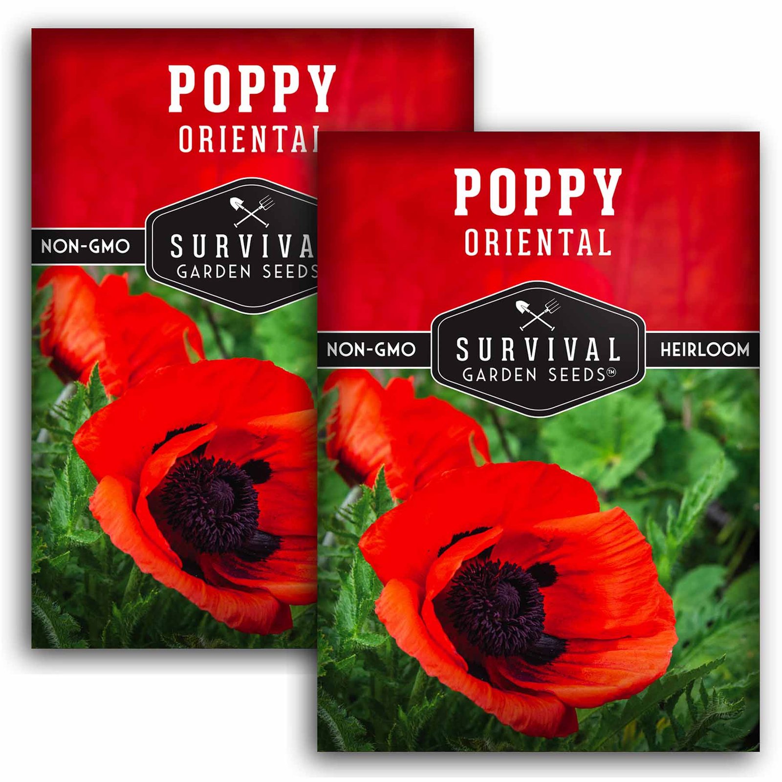Poppy-Oriental-01.2.jpg