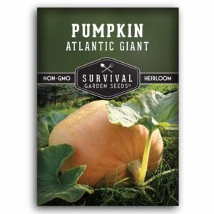 Atlantic Giant Pumpkin Seeds – Heirloom Non-GMO Variety for Record-Breaking Pumpkins, Carving, and Fall Displays