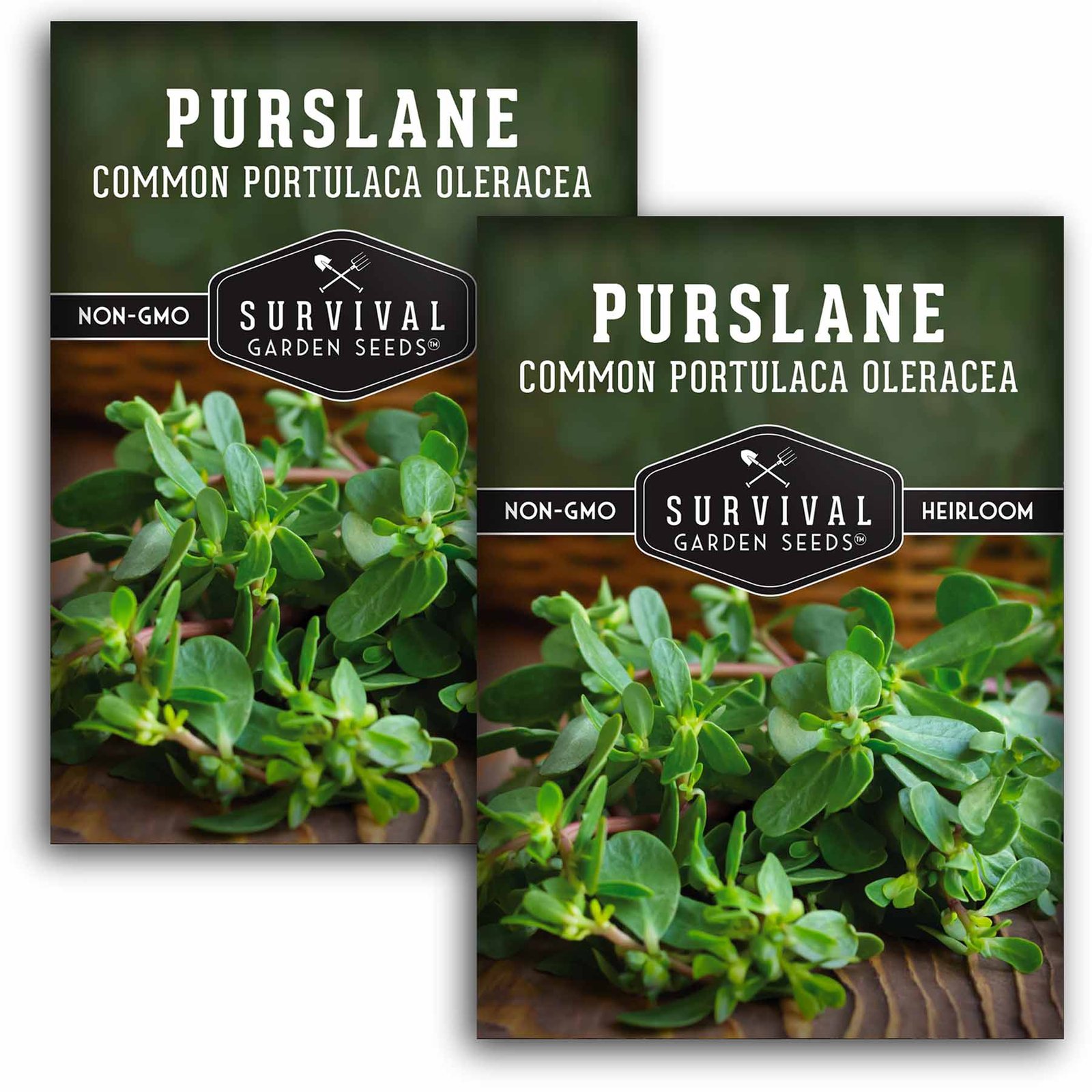 Purslane-01.2.jpg