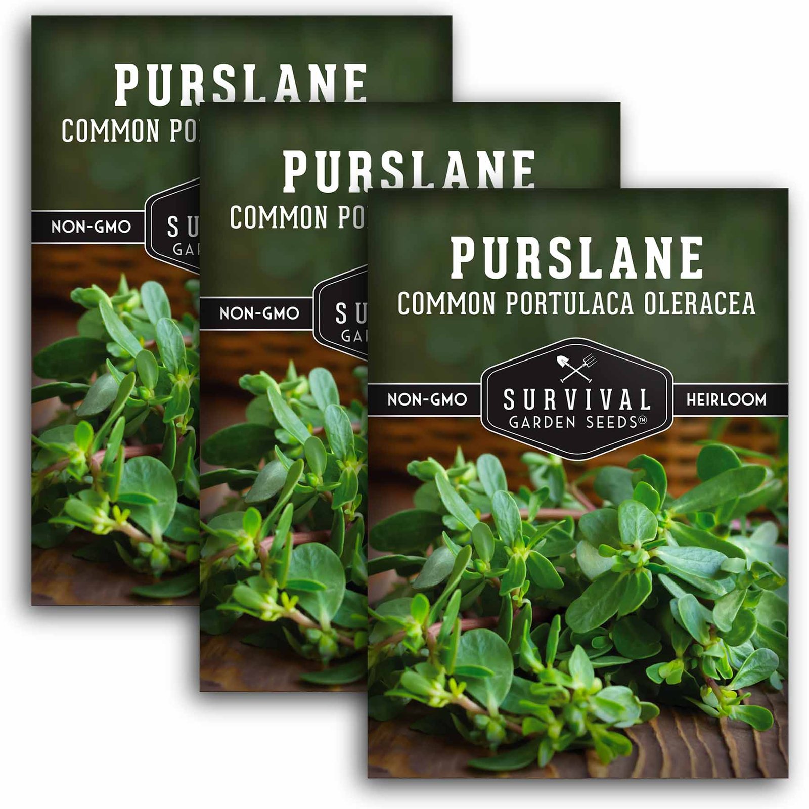 Purslane-01.3.jpg