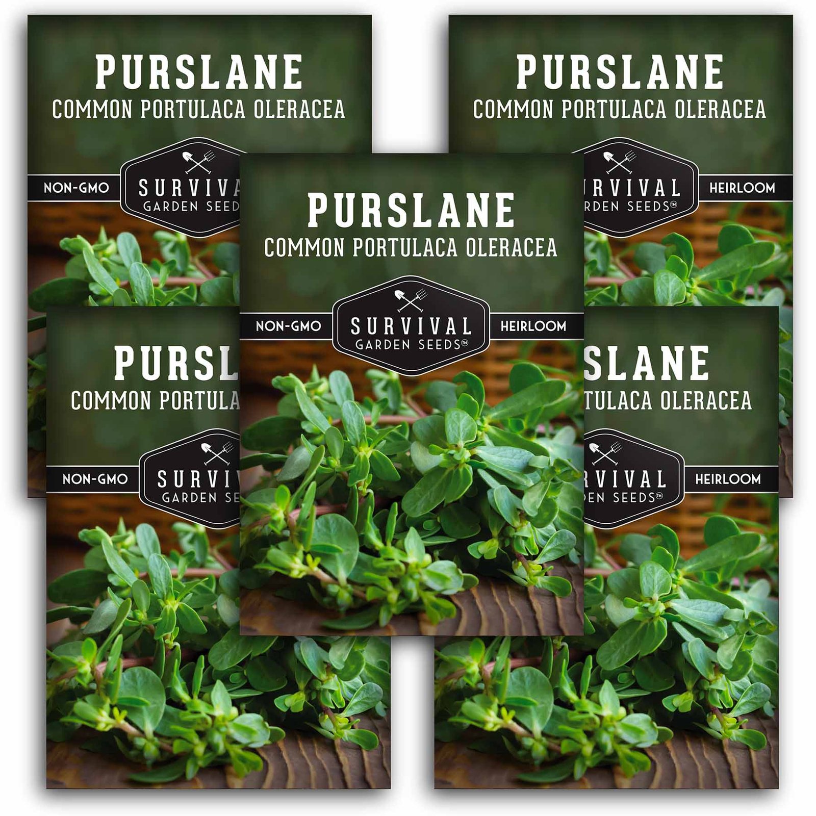 Purslane-01.5.jpg