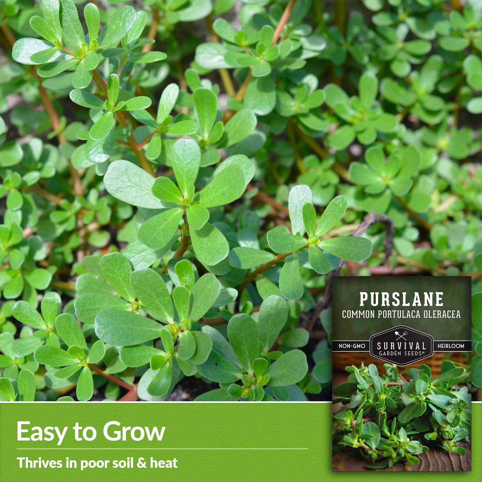 Purslane-03.jpg