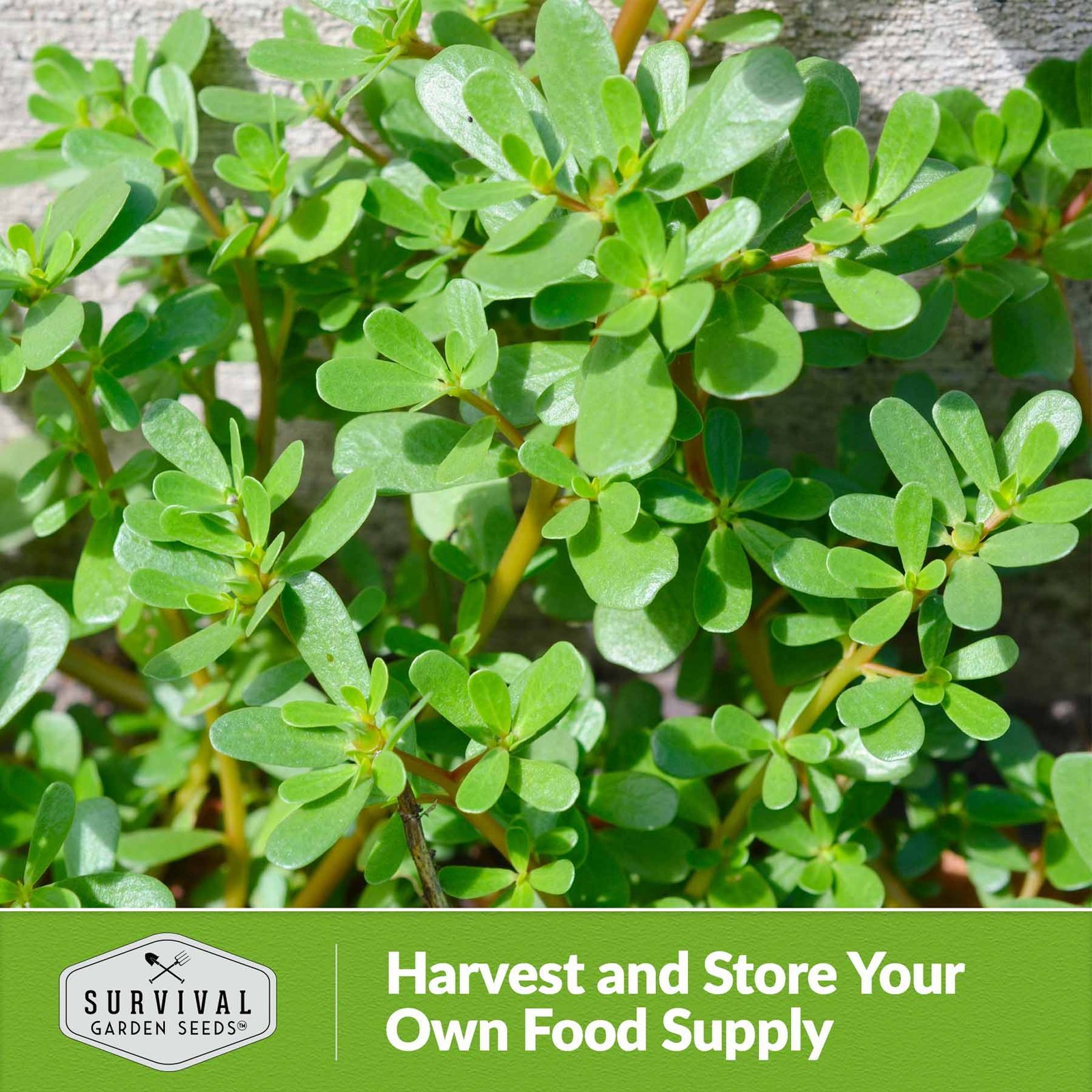Purslane-06.jpg