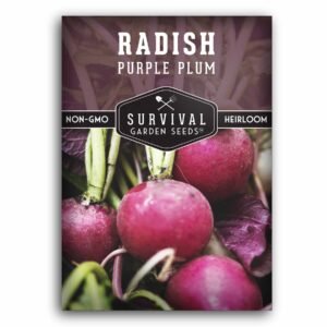 Purple Plum Radish Seeds – Heirloom Cool-Season Variety with Mild Flavor, Deep Purple Skin & Crisp White Flesh