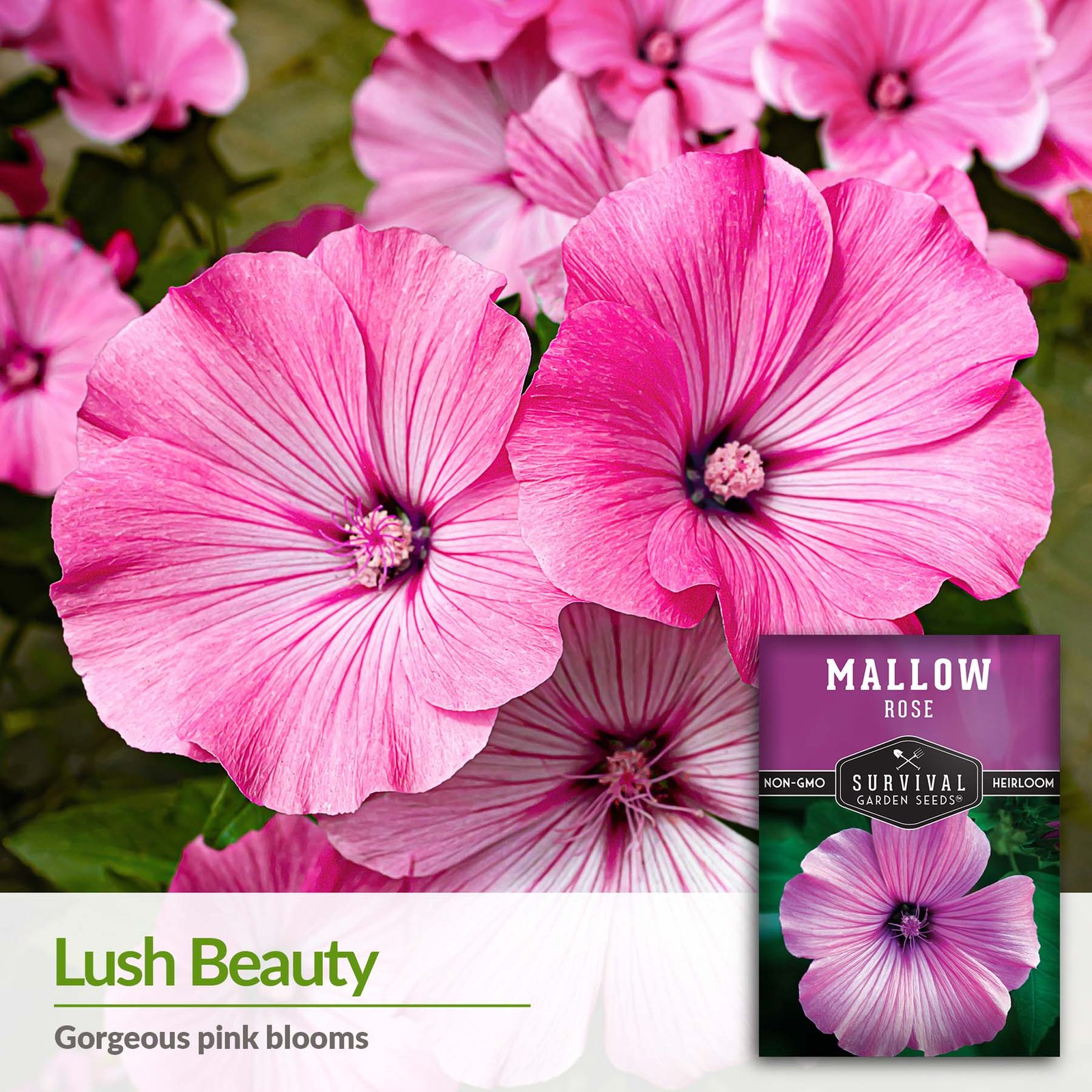 Rose-Mallow-03.jpg