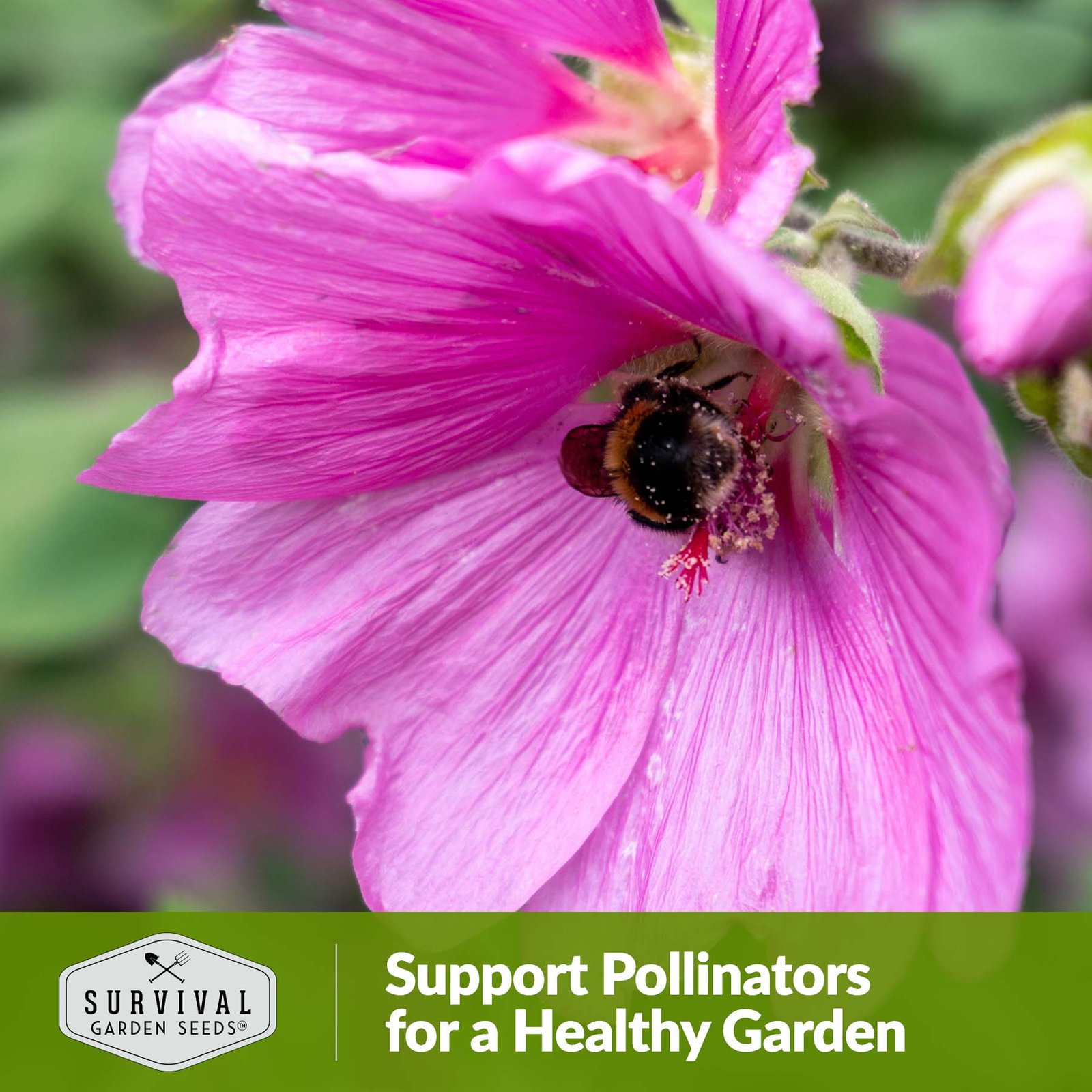 Rose-Mallow-06.jpg