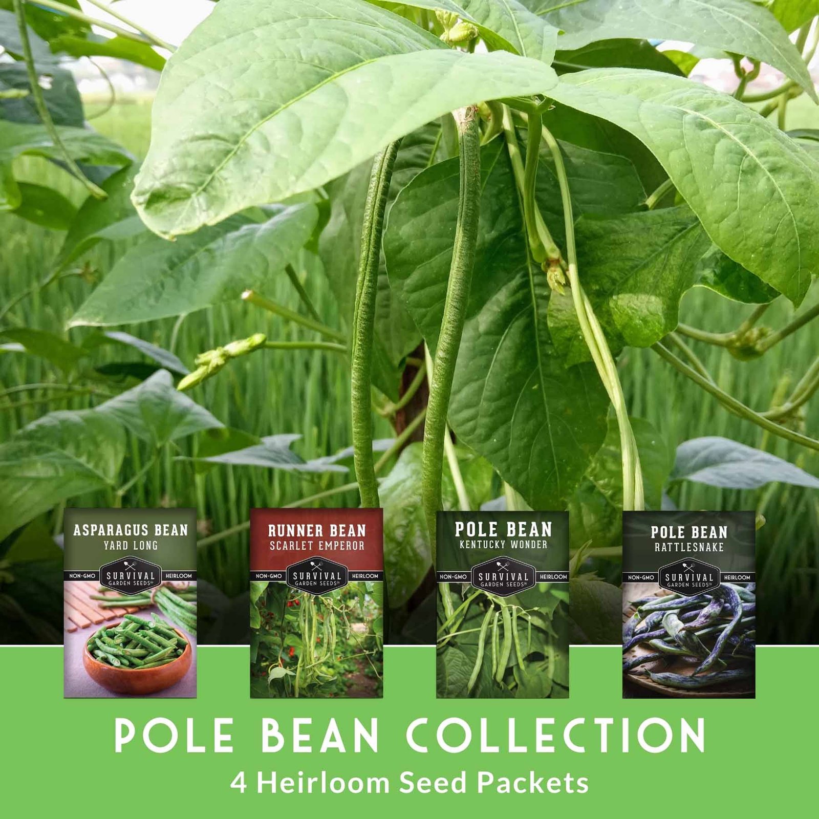 SGSBeanPoleCollection_3a.jpg