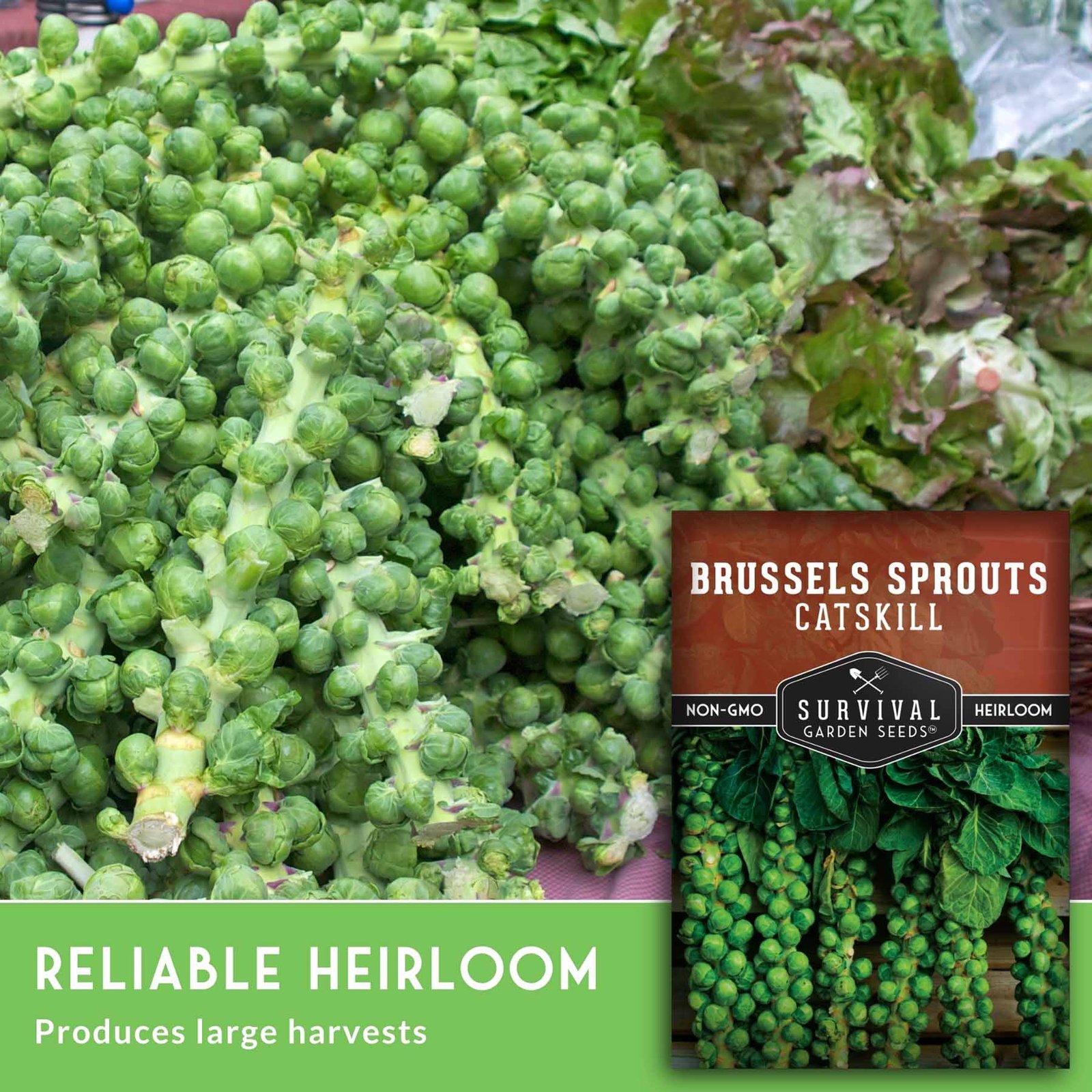 SGSBrusselsSproutsCatskill_4.jpg