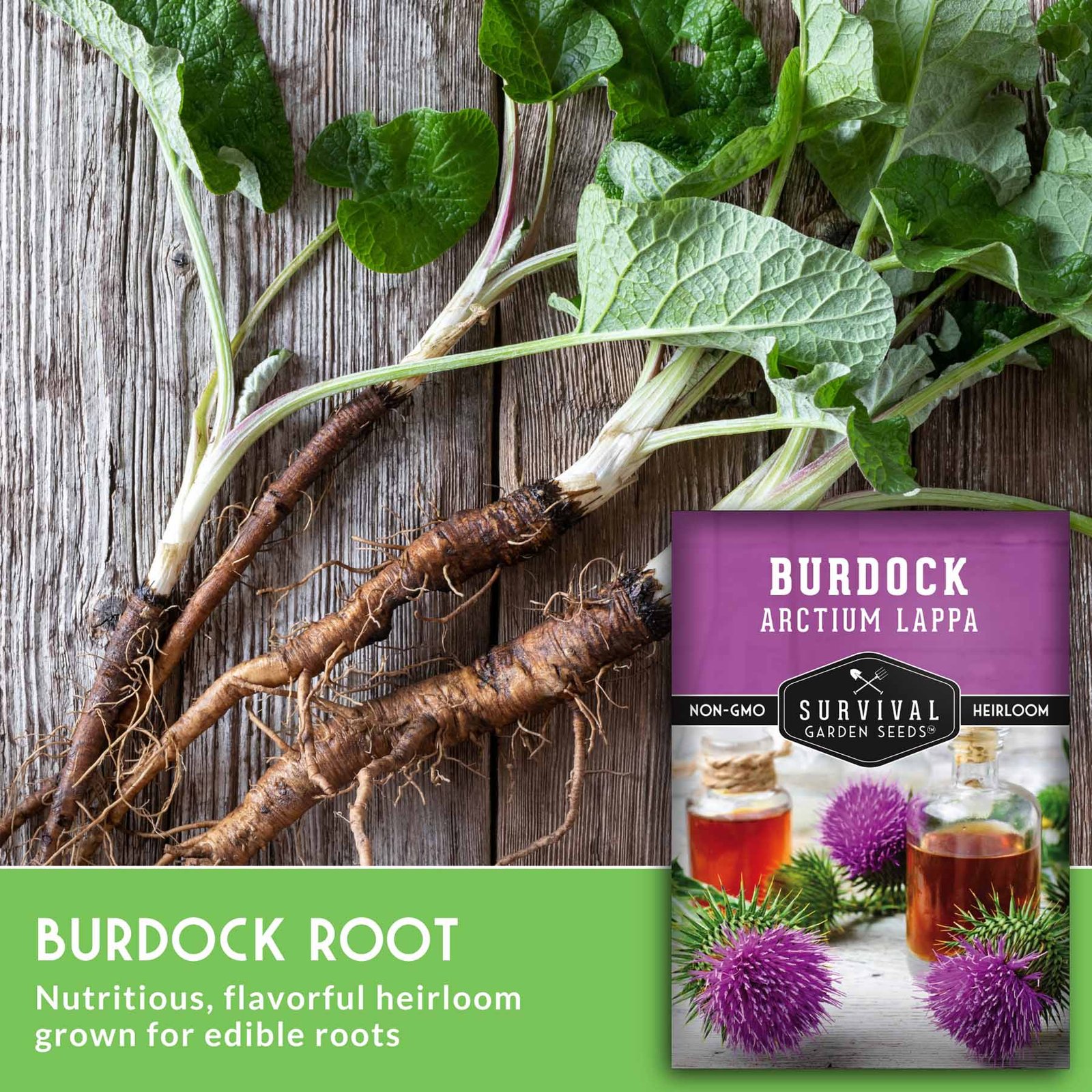 SGSBurdock_3.jpg