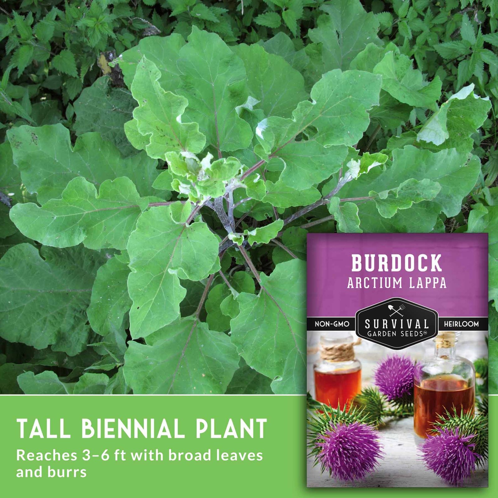 SGSBurdock_5.jpg