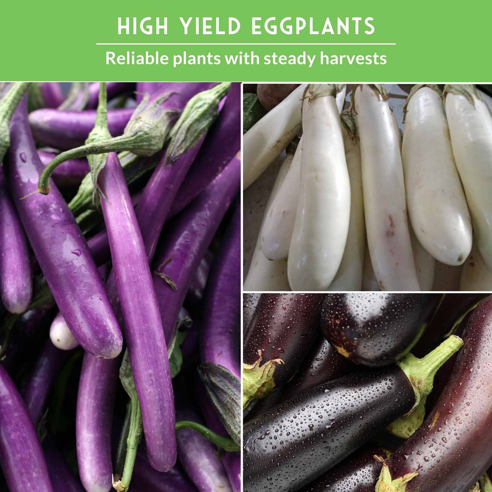 SGSEggplantCollection_5.jpg