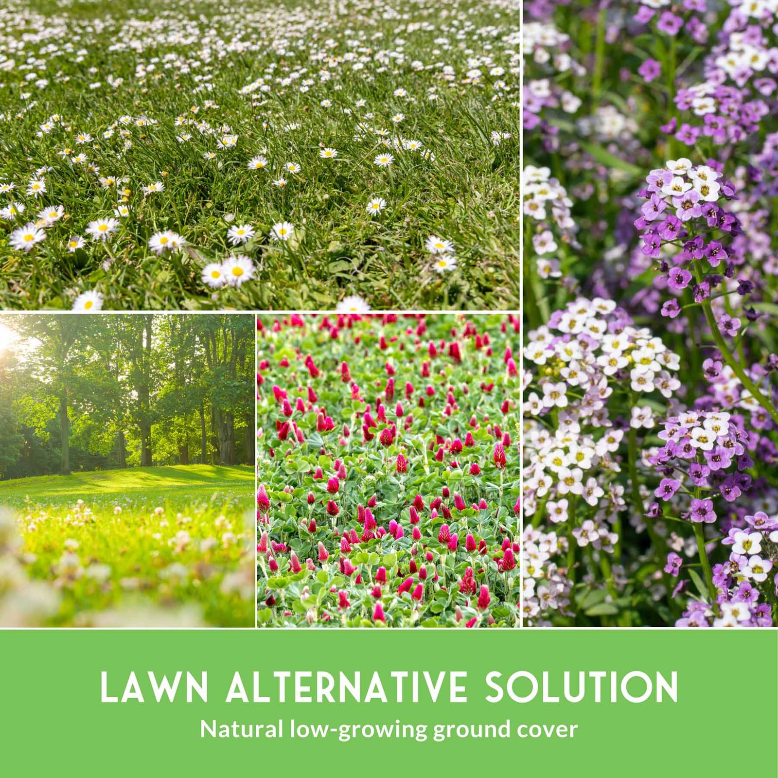 SGSFloweringGroundCoverCollection-05.jpg