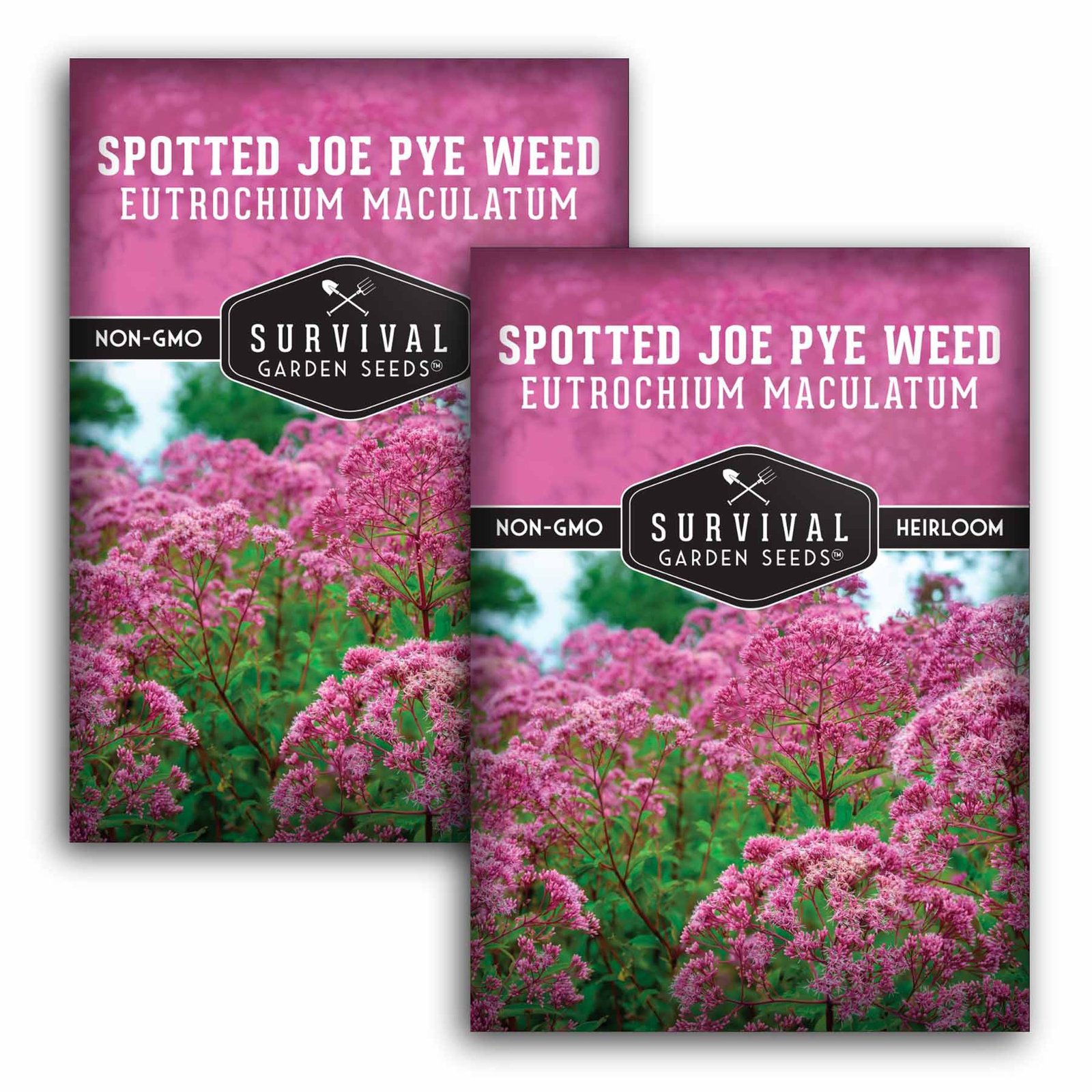 SGSJoePyeWeedSpotted1.2.jpg