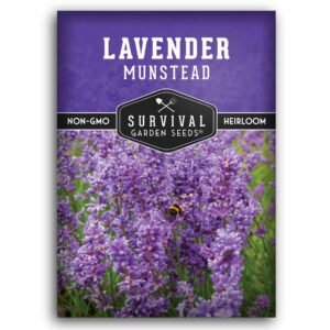Munstead English Lavender Seeds – Compact Heirloom Lavandula angustifolia for Containers, Fragrant Gardens, and Culinary or Craft Use