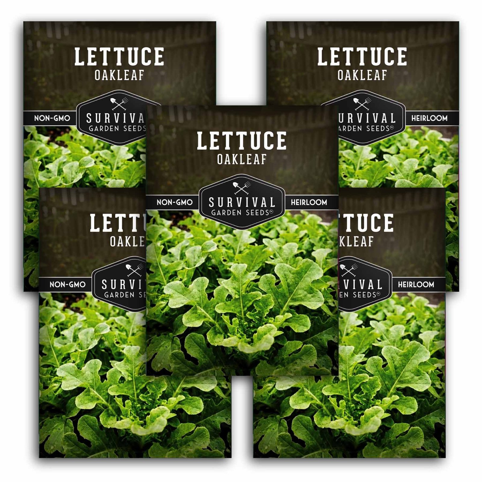 SGSLettuceOakleaf1.5.jpg